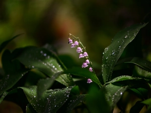 water, drops, lily of the Valley, Leaf, Flowers