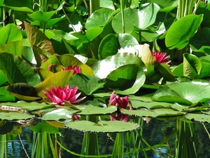 Leaf, lilies, water