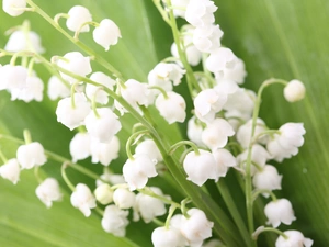 White, green ones, Leaf, lilies