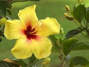 Yellow, Buds, Leaf, hibiskus