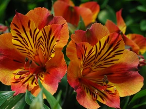 leaves, Orange, Alstroemeria