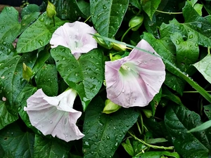leaves, Flowers, bindweed