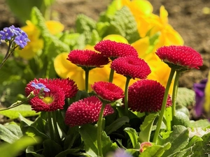 leaves, Red, daisies