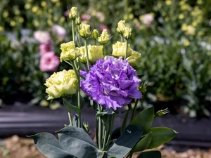 leaves, Flowers, Eustoma