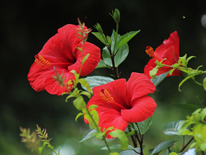 Flowers, Red, leaves, hibiskus