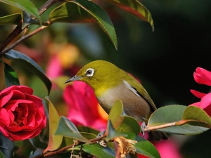 leaves, Zosterops, Flowers