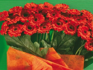 leaves, Red, gerberas