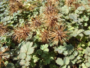 Acena Buchanana, green ones, leaves