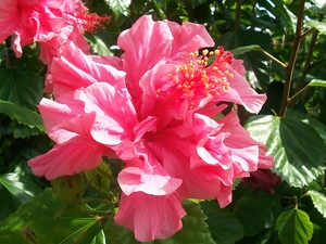 leaves, Flowers, hibiskus