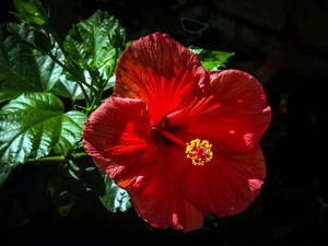 leaves, Red, hibiskus