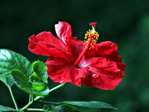 leaves, Red, hibiskus