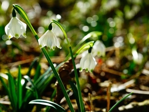 Leucojum, leaves, inclined, White, Flowers