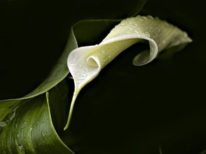 Leaves, White, Kalla