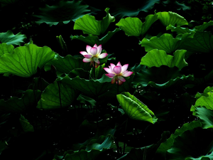 leaves, Flowers, lotus