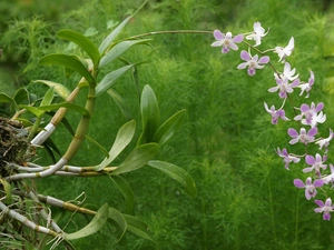 orchid, leaves