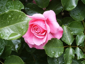 Pink, green ones, leaves, rose