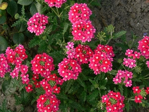 Pink, green ones, leaves, verbena