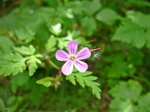 Mallow, green ones, leaves, White-Purple