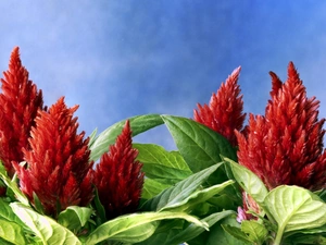 Blossoming, Celosia, red hot