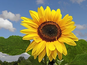 Sky, green ones, leaves, Sunflower