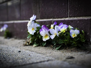 ledge, Flowers, pansies