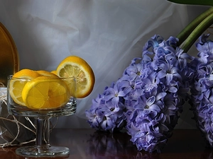 lemons, Hyacinths, glass