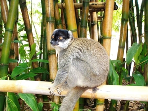 lemur, bamboo