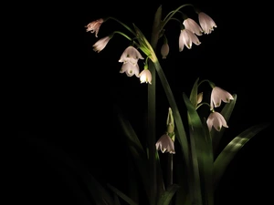 black background, Flowers, Leucojum