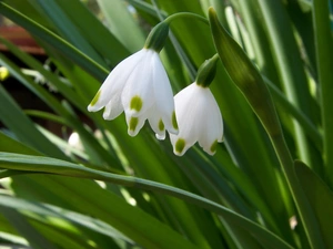 Leucojum, Close