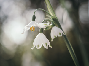 Leucojum, inclined, Flowers