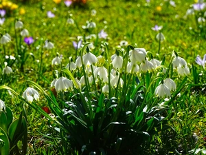 Leucojum, Meadow, Flowers