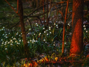 Flowers, Leucojum Vernum, Sniezycowy Jar