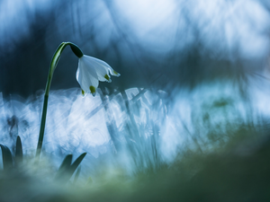 Leucojum Vernum