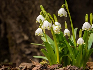 Leucojum