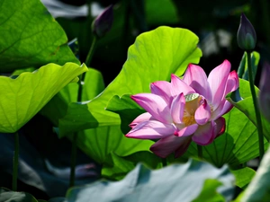 ligh, sun, Leaf, flash, bud, lotus, Colourfull Flowers, luminosity