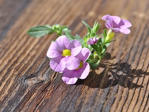 sun, board, luminosity, ligh, petunia, flash, shadow