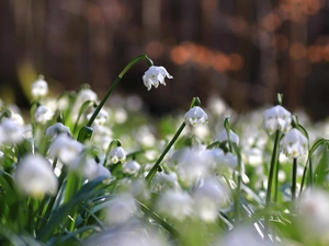 sun, Leucojum, luminosity, ligh, Flowers, flash, forest