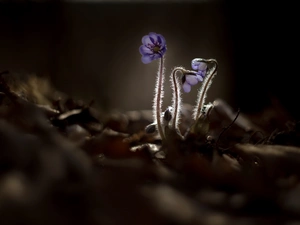 sun, Liverworts, luminosity, ligh, Flowers, flash, rapprochement