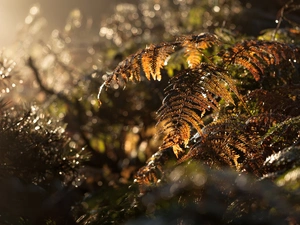 Fern, light breaking through sky, autumn, drops