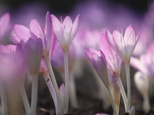 Light Purple, colchicums