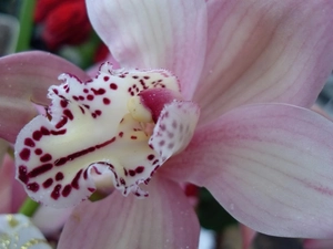 Light Pink, orchid