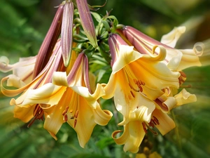 Yellow, rays, light, lilies