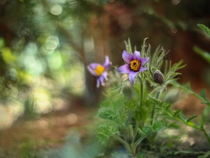 Colourfull Flowers, pasque, lilac