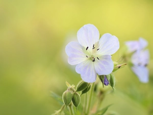 Colourfull Flowers, Wielosił, lilac