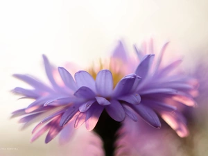 Colourfull Flowers, Aster, lilac