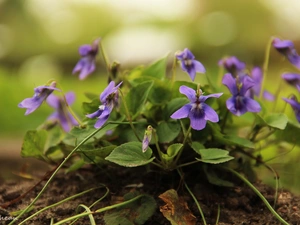 Flowers, fragrant violets, lilac