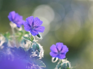 Colourfull Flowers, Geranium Magnificum, lilac