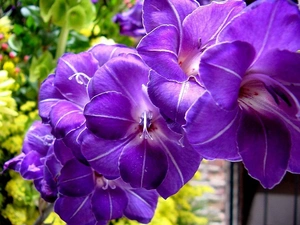 gladiolus, lilac