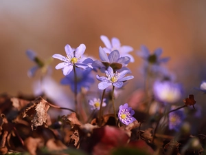 Liverworts, Flowers, Leaf, lilac