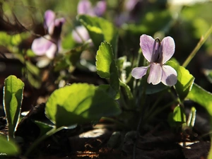 Colourfull Flowers, pale Lilac, Viola odorata